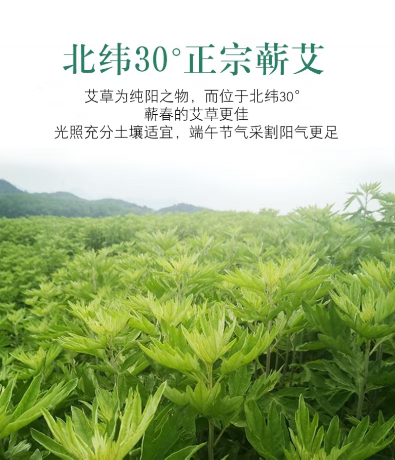 艾条原产地发货一手货源，货源充足，石磨提取黄金绒
