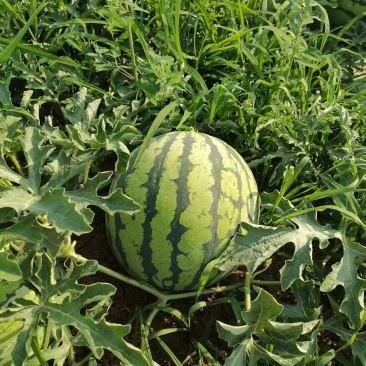 美都西瓜皮毛好口感甜，产地直销诚信交易