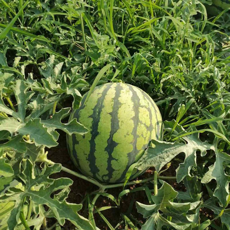 美都西瓜皮毛好口感甜，产地直销诚信交易