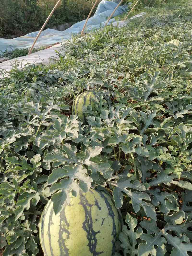 美都西瓜皮毛好口感甜，产地直销诚信交易