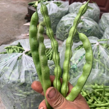 大青肉豆