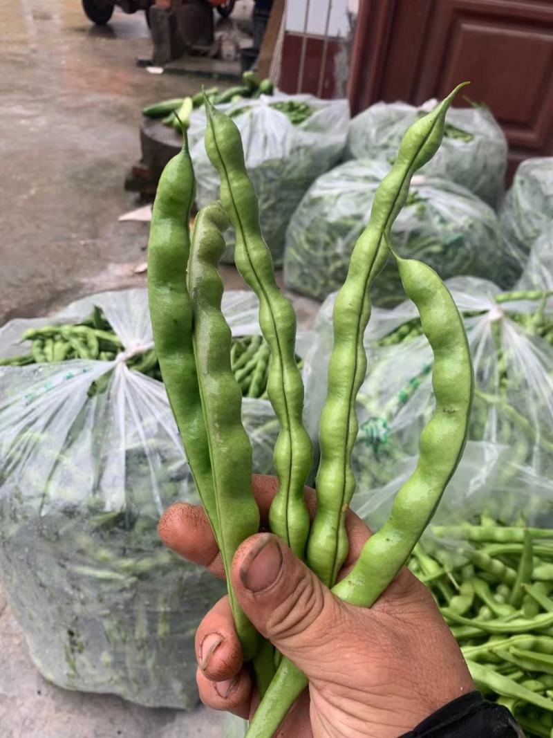 大青肉豆