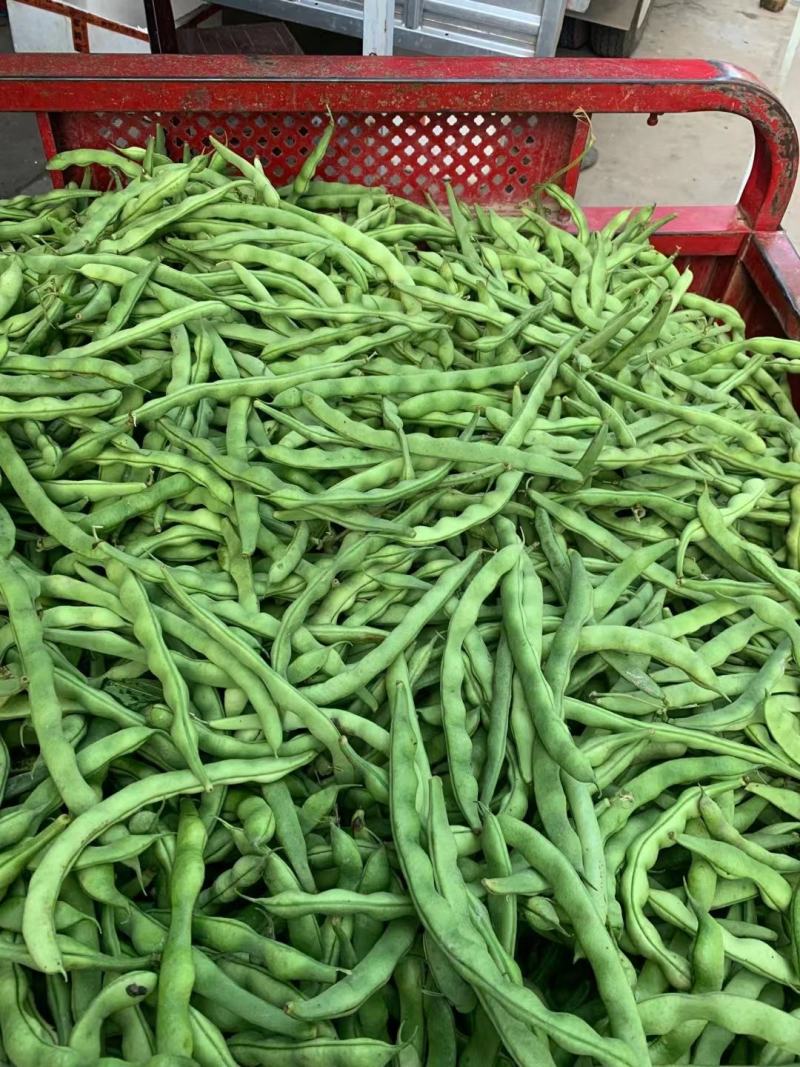 大青肉豆