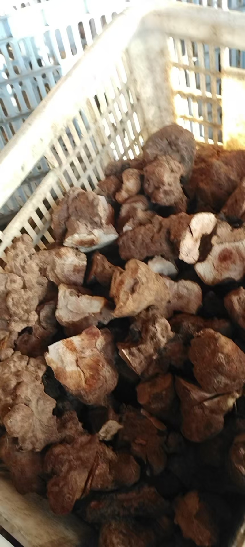 优质中药材湖南精品土茯苓产地直发欢迎进店咨询可实地