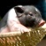 陆川猪小香猪土猪活体猪苗全国包邮
