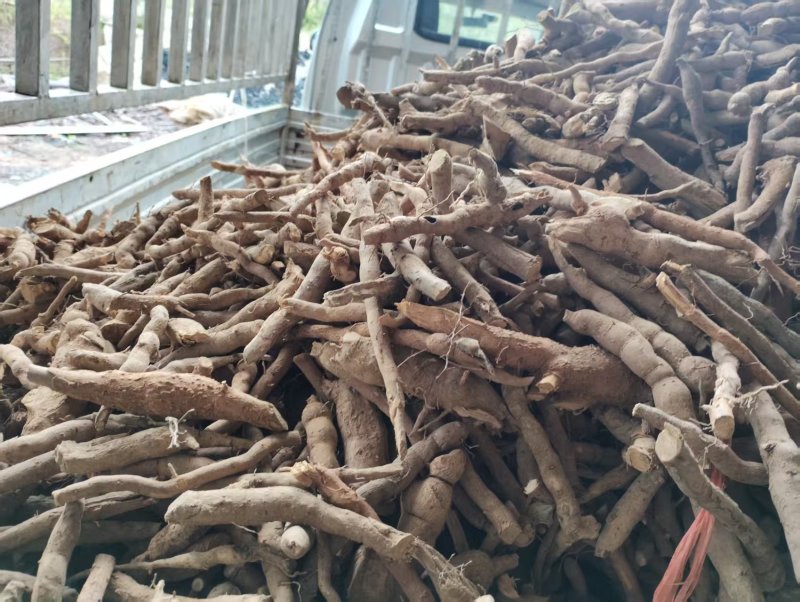 湖南精品乌药产地直销量大从优欢迎进店咨询可实地
