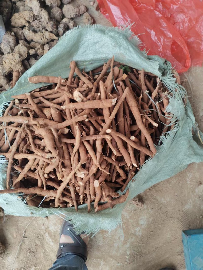 湖南精品乌药产地直销量大从优欢迎进店咨询可实地