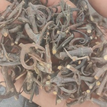 湖南精品钩藤条产地直发量大从优欢迎进店咨询