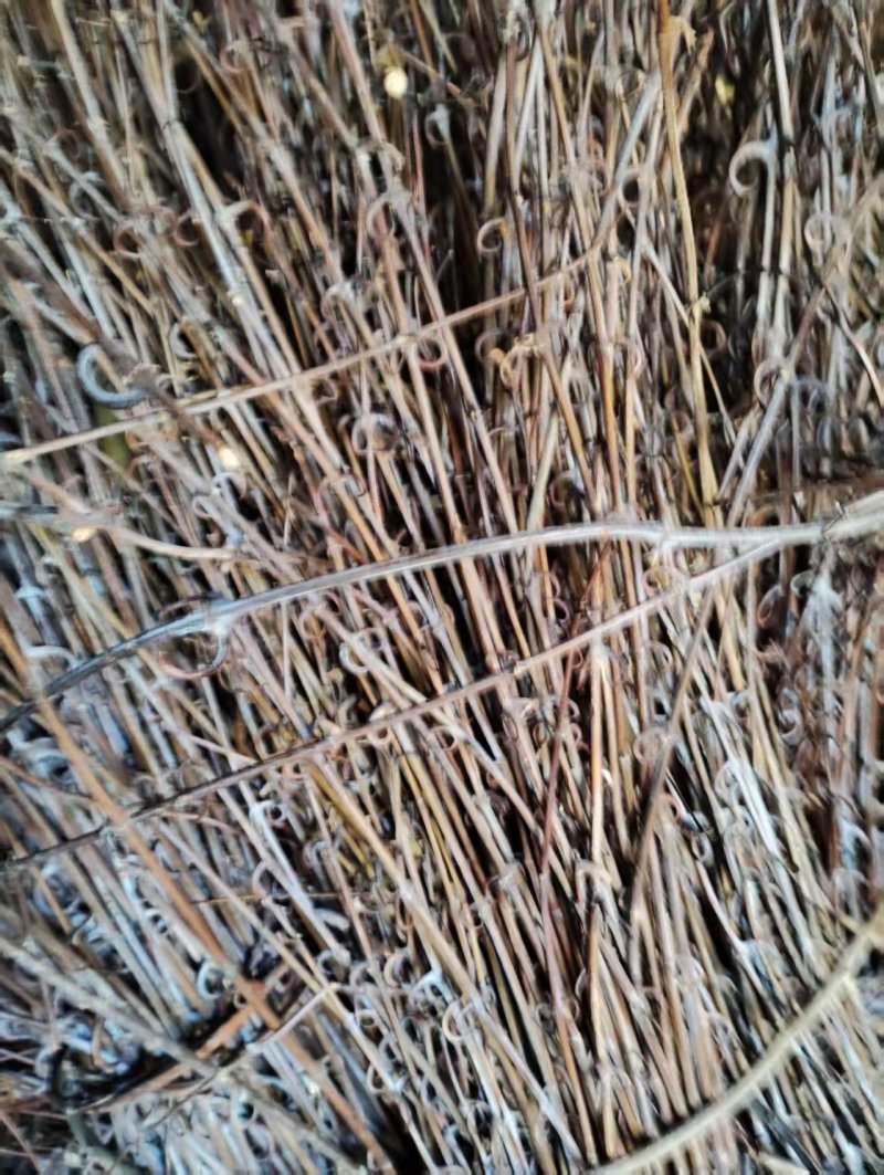 湖南精品钩藤条产地直发量大从优欢迎进店咨询