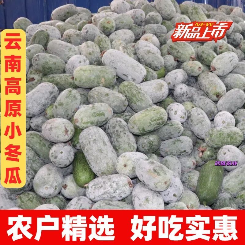 【精选】云南香冬瓜毛节瓜小冬瓜批发农家蔬菜冬瓜新鲜整个批发