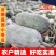 【精选】云南香冬瓜毛节瓜小冬瓜批发农家蔬菜冬瓜新鲜整个批发
