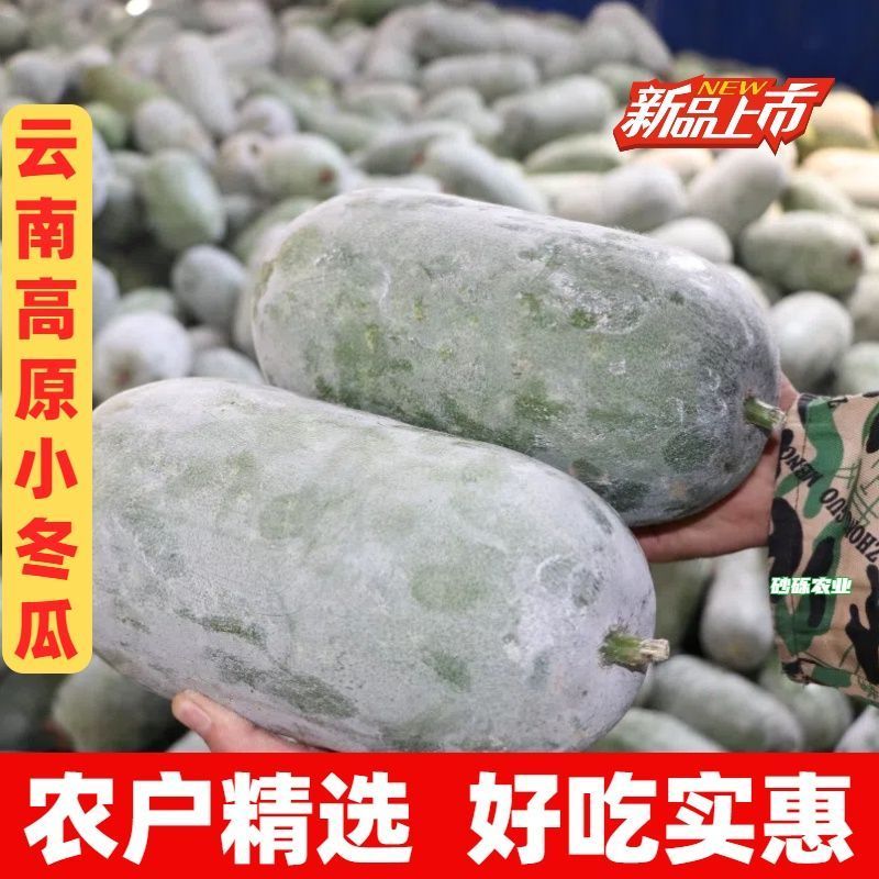 【精选】云南香冬瓜毛节瓜小冬瓜批发农家蔬菜冬瓜新鲜整个批发
