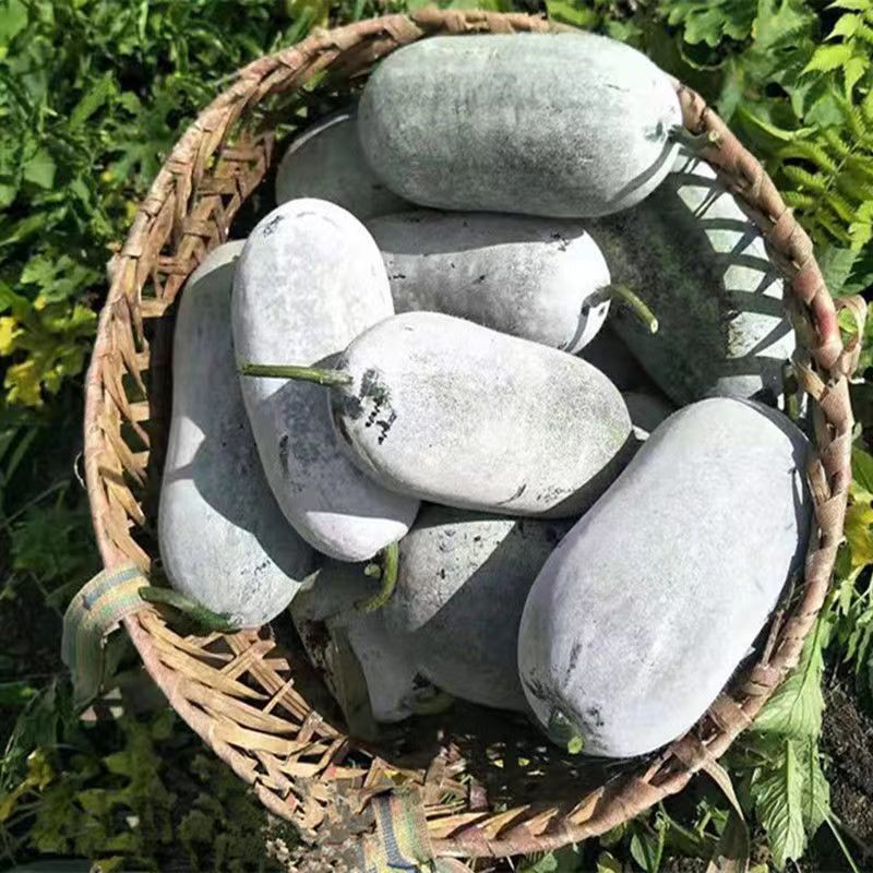 【精选】云南香冬瓜毛节瓜小冬瓜批发农家蔬菜冬瓜新鲜整个批发