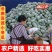 【精选】云南香冬瓜毛节瓜小冬瓜批发农家蔬菜冬瓜新鲜整个批发
