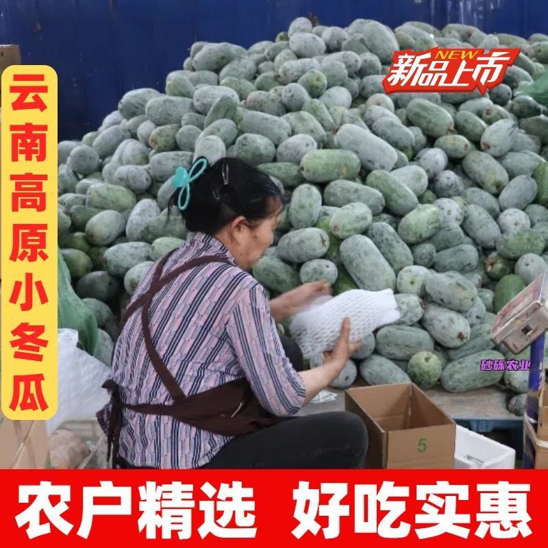 【精选】云南香冬瓜毛节瓜小冬瓜批发农家蔬菜冬瓜新鲜整个批发