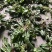 野生免洗整颗车前草，纯野生，质量保证，全国发货，欢迎下单