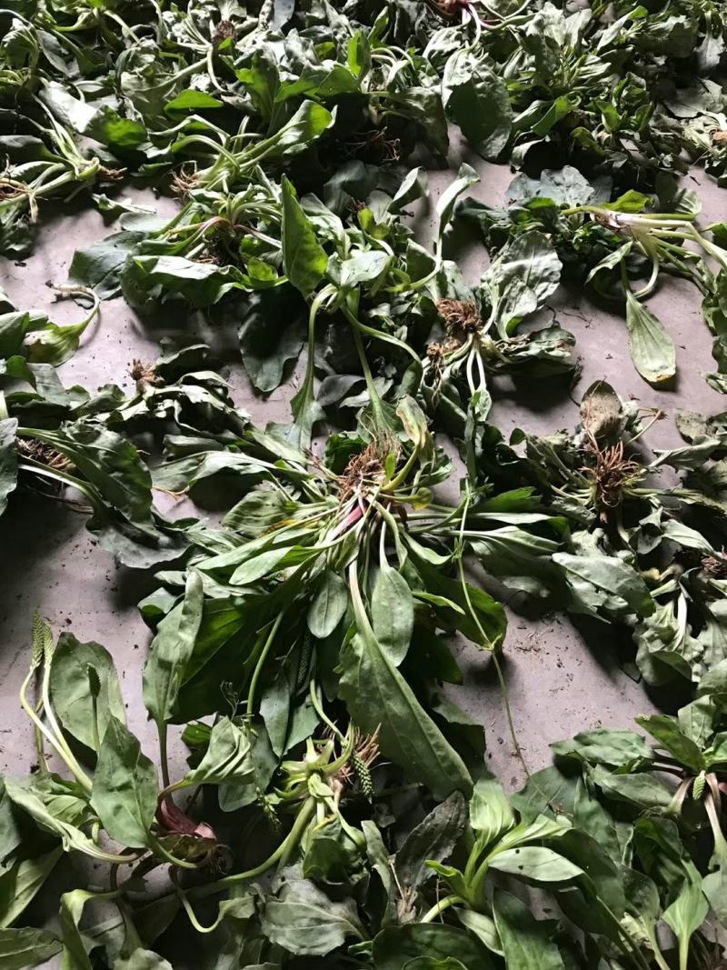 野生免洗整颗车前草，纯野生，质量保证，全国发货，欢迎下单