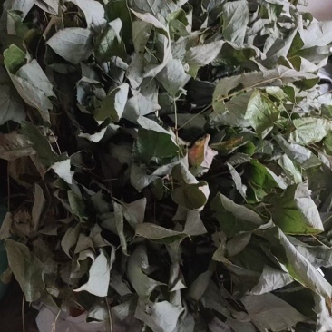 湖南精品野生淫羊藿(三支九叶草)产地直发可实地