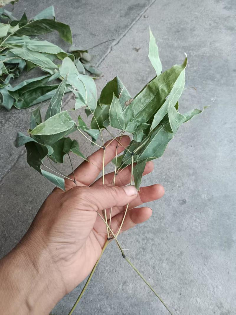 湖南精品野生淫羊藿(三支九叶草)产地直发可实地