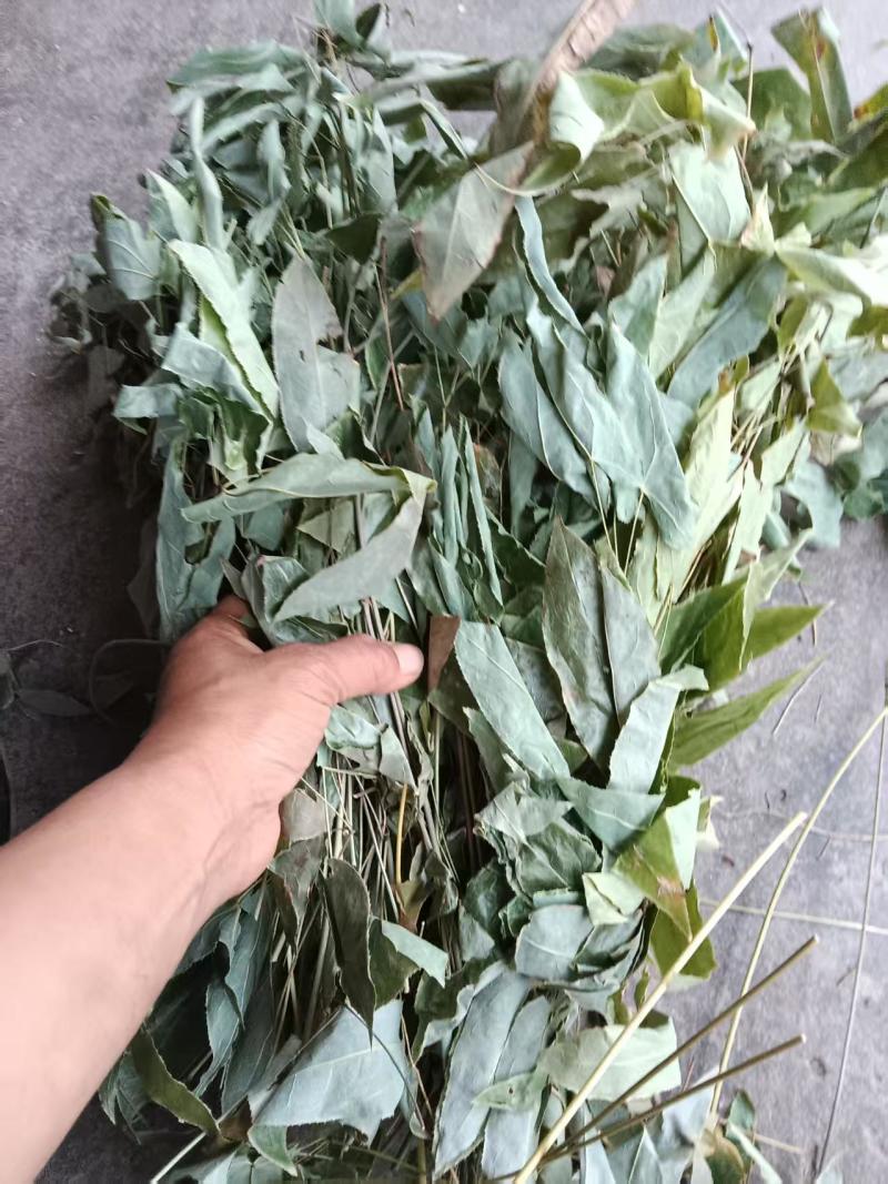 湖南精品野生淫羊藿(三支九叶草)产地直发可实地