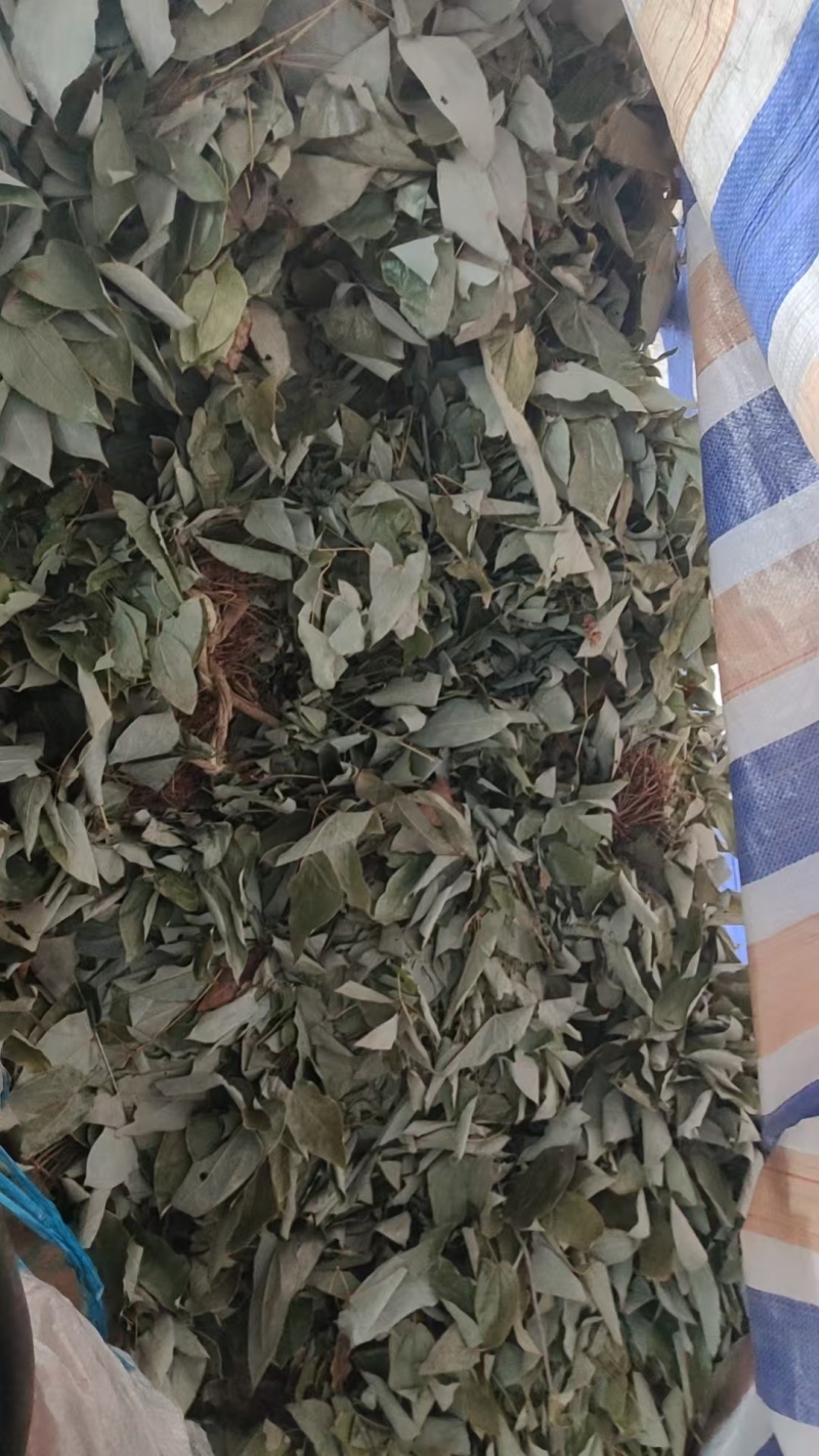 湖南精品野生淫羊藿(三支九叶草)产地直发可实地