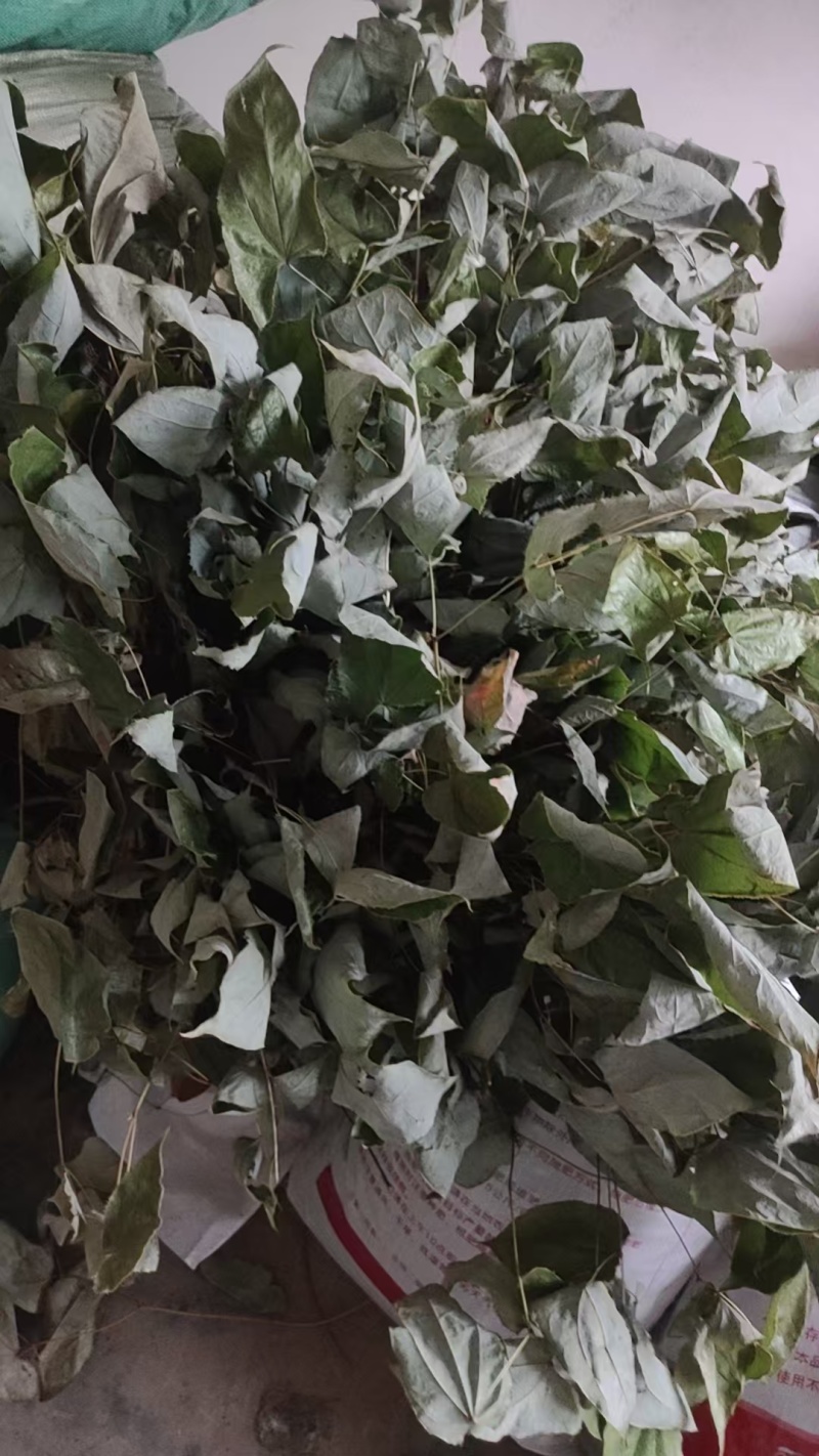 湖南精品野生淫羊藿(三支九叶草)产地直发可实地