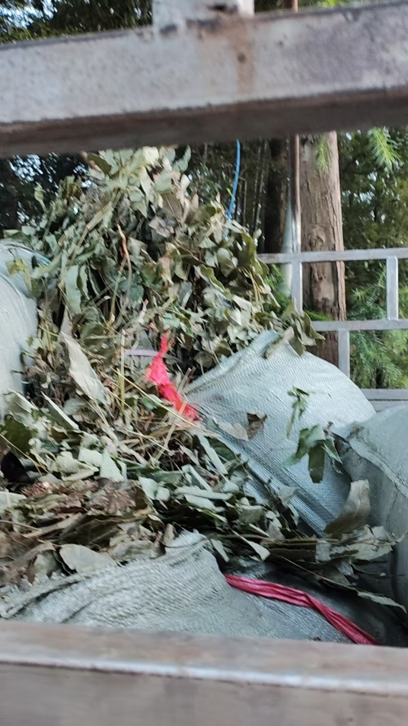 湖南精品野生淫羊藿(三支九叶草)产地直发可实地