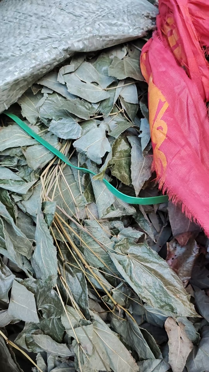 湖南精品野生淫羊藿(三支九叶草)产地直发可实地