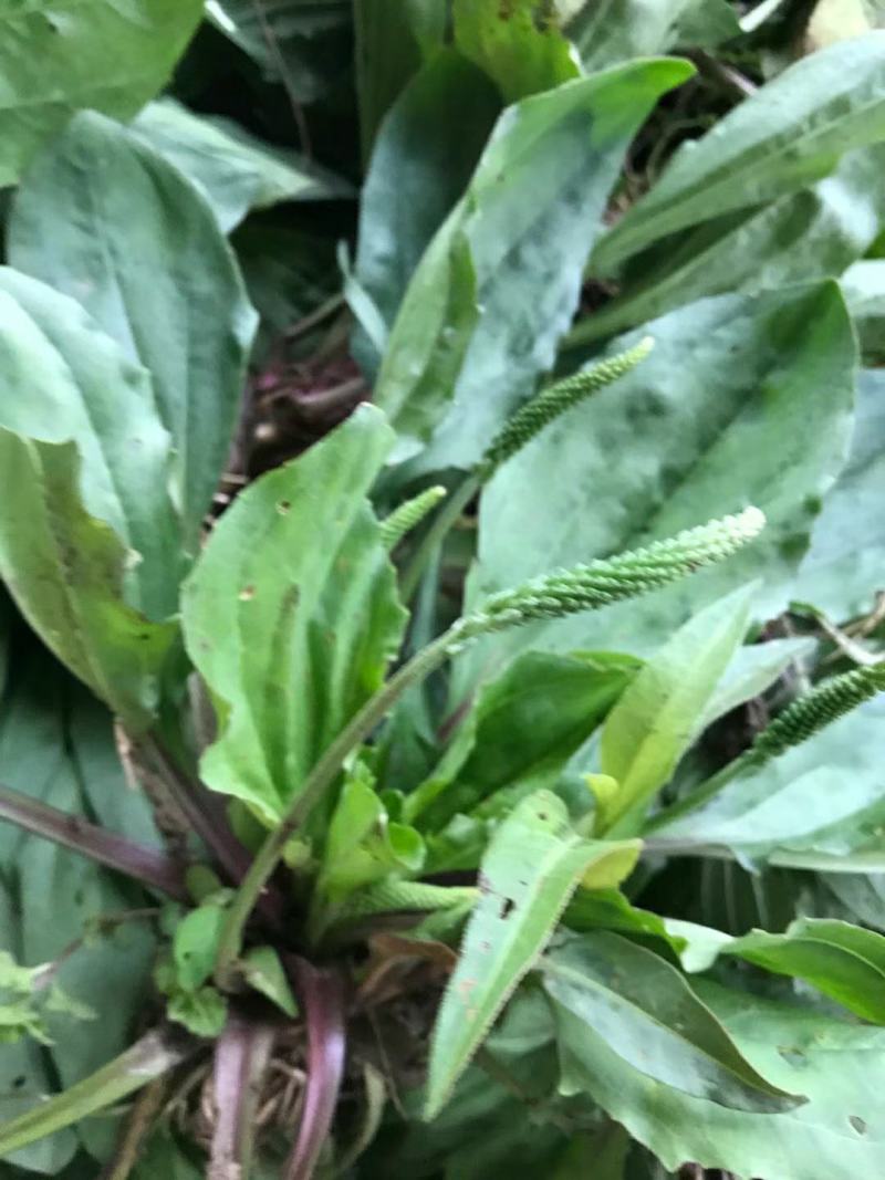 野生免洗整颗车前草，纯野生，质量保证，全国发货，欢迎下单