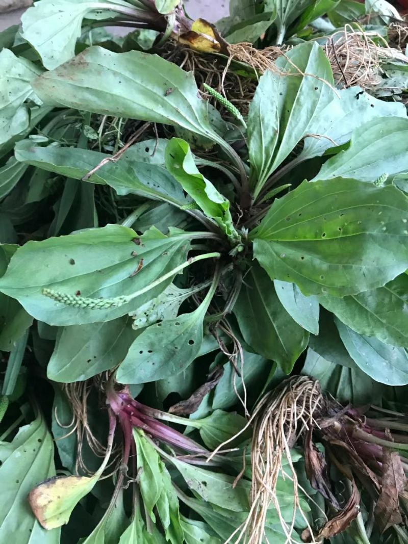 野生免洗整颗车前草，纯野生，质量保证，全国发货，欢迎下单
