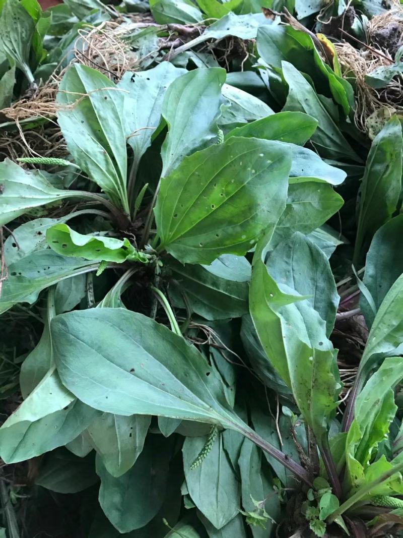 野生免洗整颗车前草，纯野生，质量保证，全国发货，欢迎下单