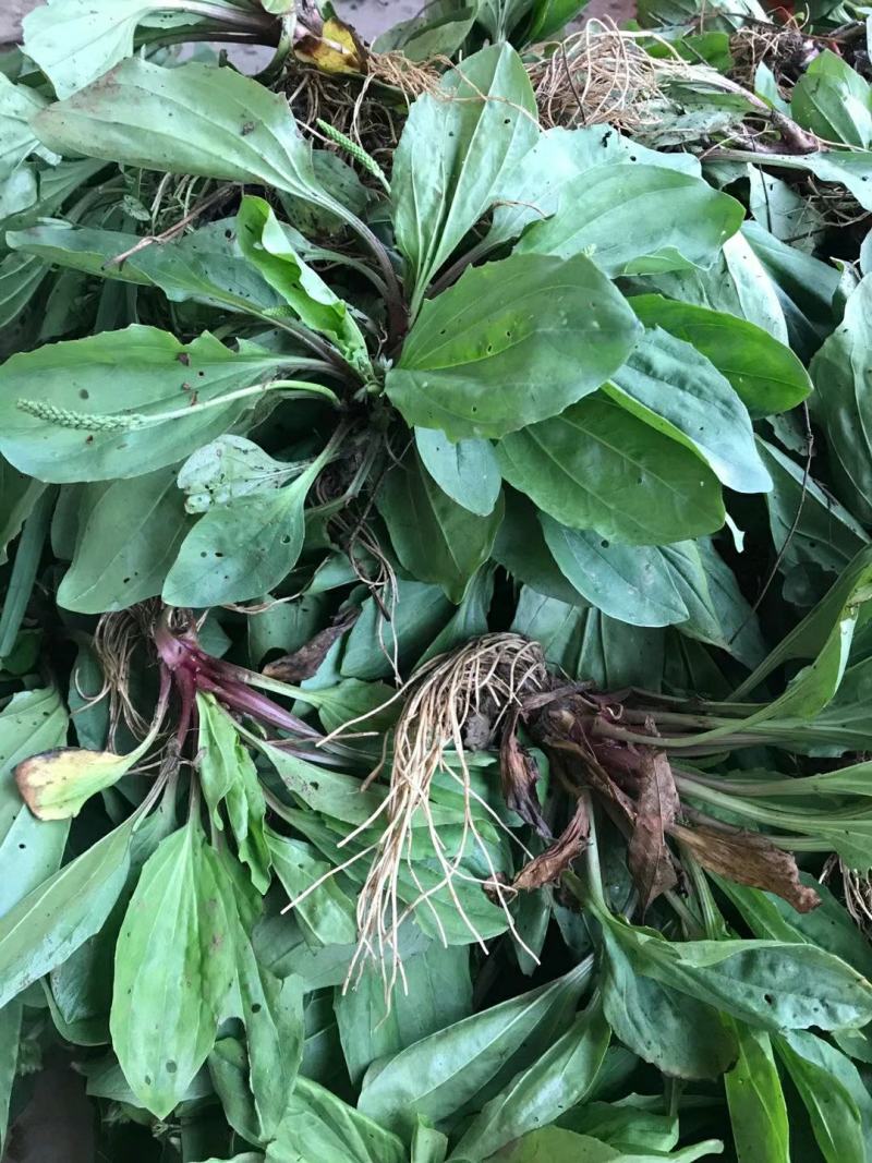 野生免洗整颗车前草，纯野生，质量保证，全国发货，欢迎下单
