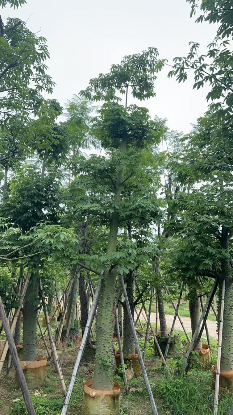 供应：美丽异木棉18-20-22公分，有需要的老板来电咨询