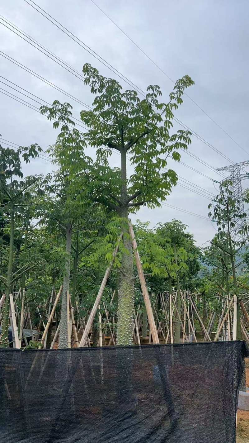 供应：美丽异木棉18-20-22公分，有需要的老板来电咨询