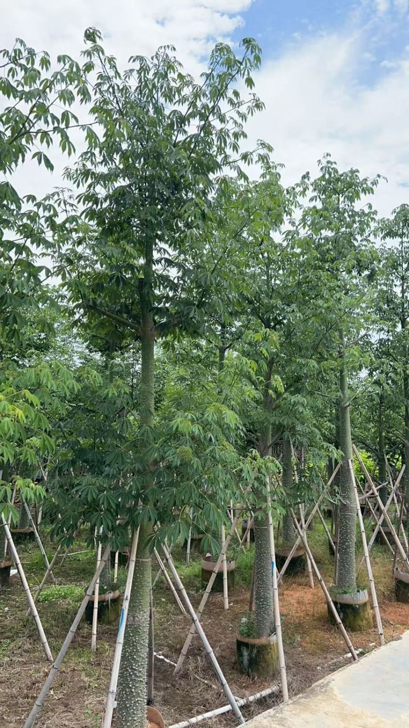 供应：美丽异木棉18-20-22公分，有需要的老板来电咨询
