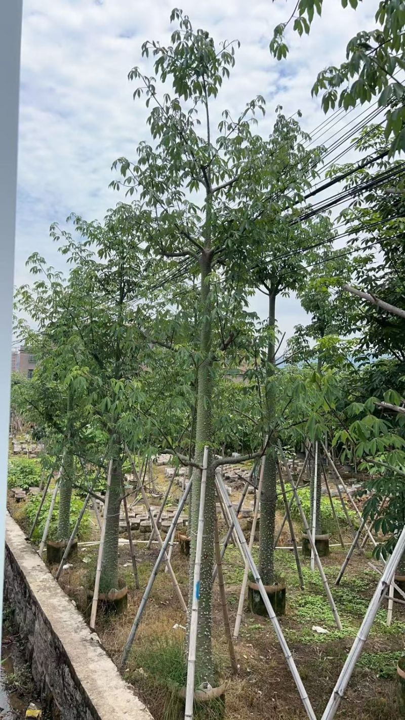 供应：美丽异木棉18-20-22公分，有需要的老板来电咨询