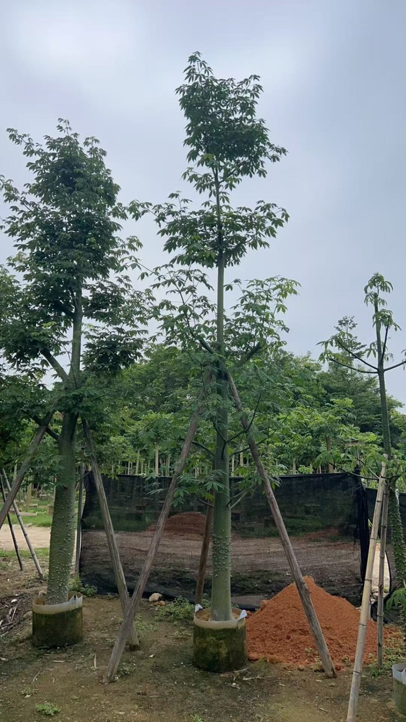 供应：美丽异木棉18-20-22公分，有需要的老板来电咨询