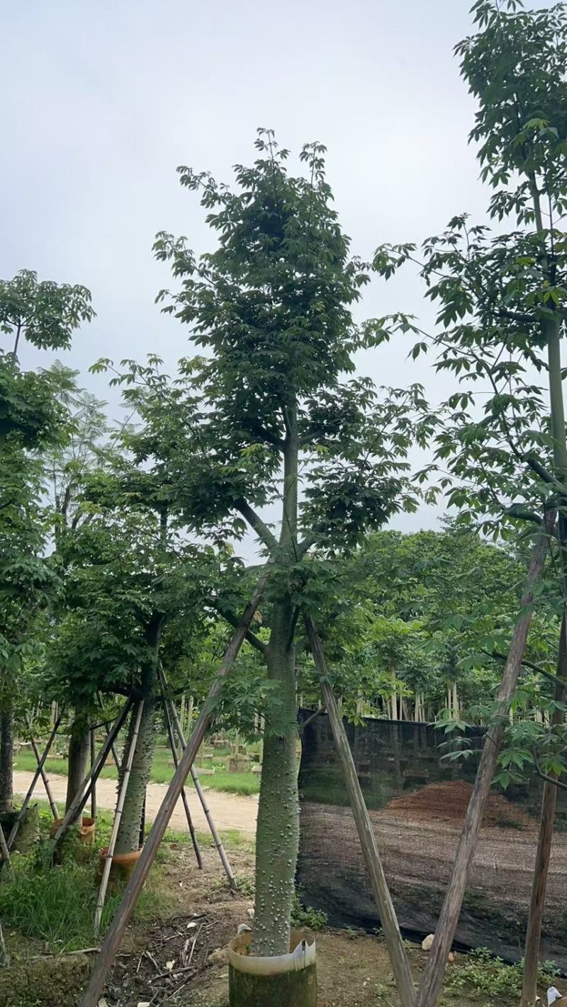 供应：美丽异木棉18-20-22公分，有需要的老板来电咨询