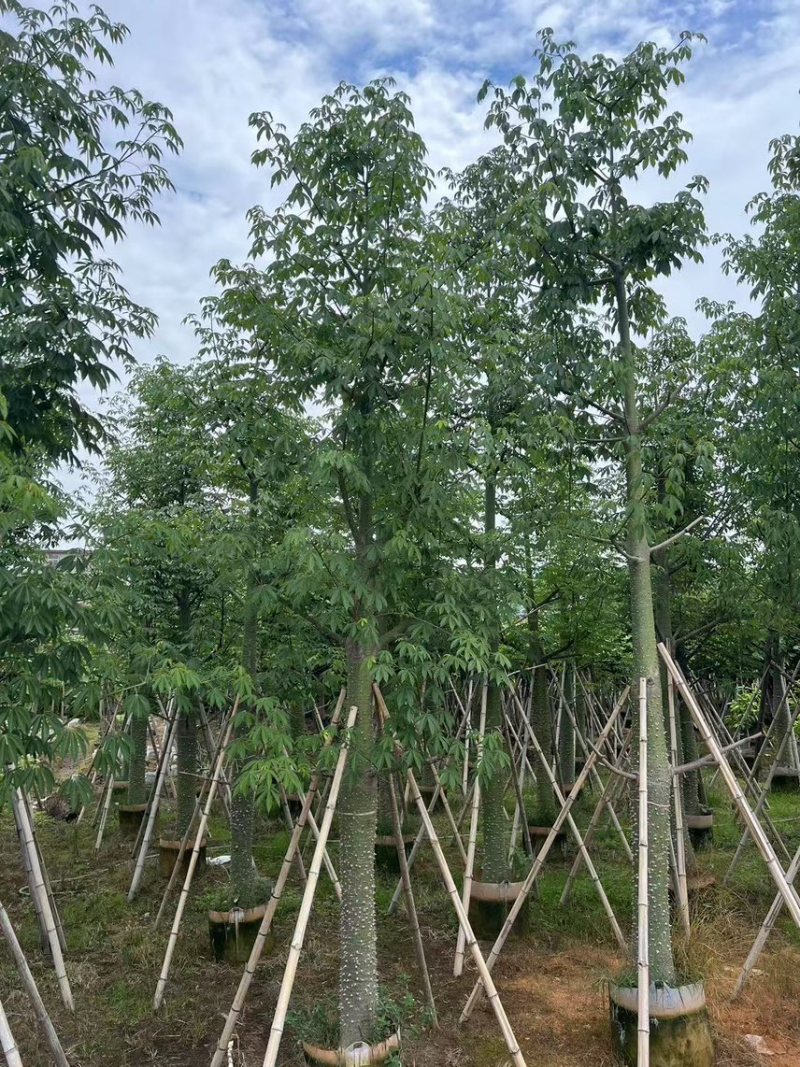 供应：美丽异木棉18-20-22公分，有需要的老板来电咨询