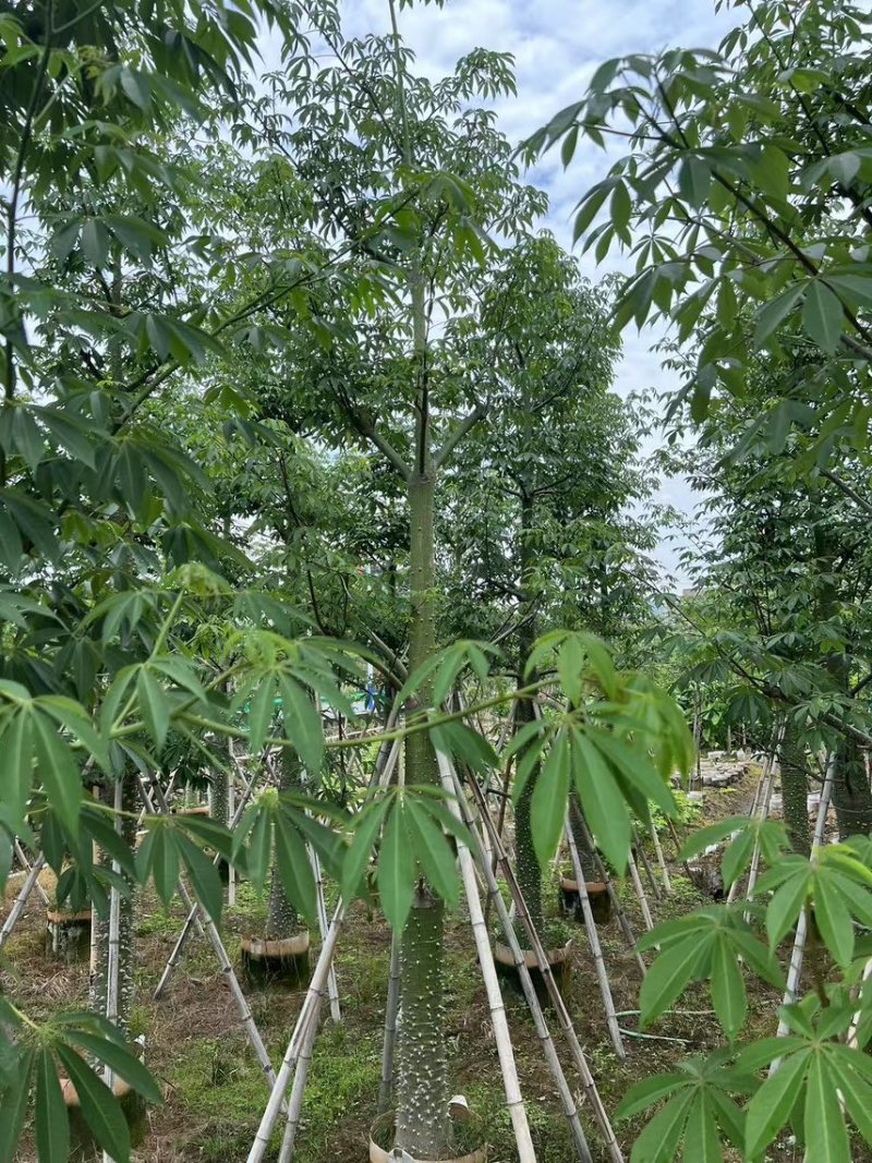 供应：美丽异木棉18-20-22公分，有需要的老板来电咨询