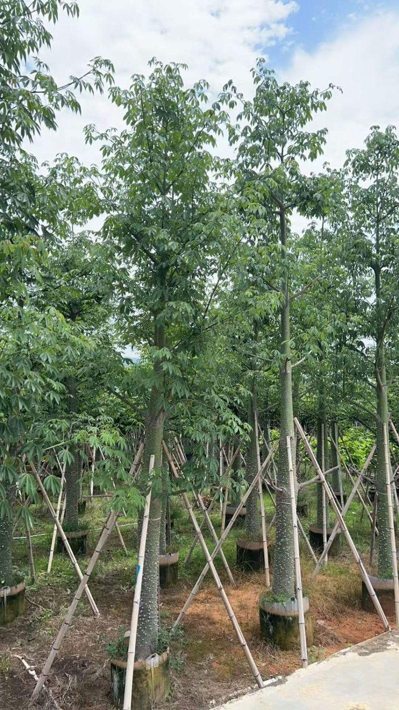 供应：美丽异木棉18-20-22公分，有需要的老板来电咨询