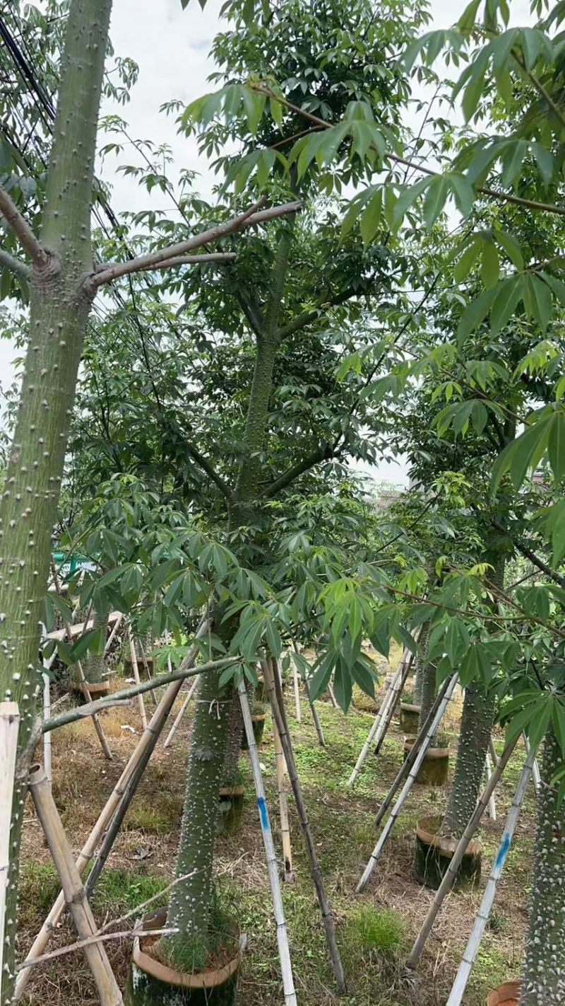 供应：美丽异木棉18-20-22公分，有需要的老板来电咨询