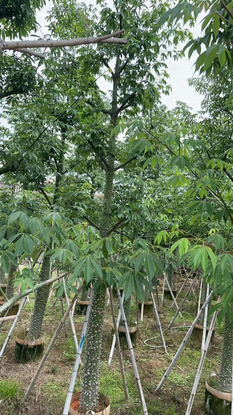供应：美丽异木棉18-20-22公分，有需要的老板来电咨询