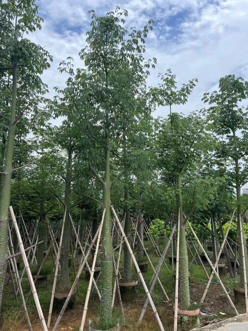 供应：美丽异木棉18-20-22公分，有需要的老板来电咨询