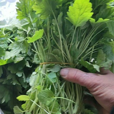 精品野生益母草质量保证一手货源可批发可零售全国发货