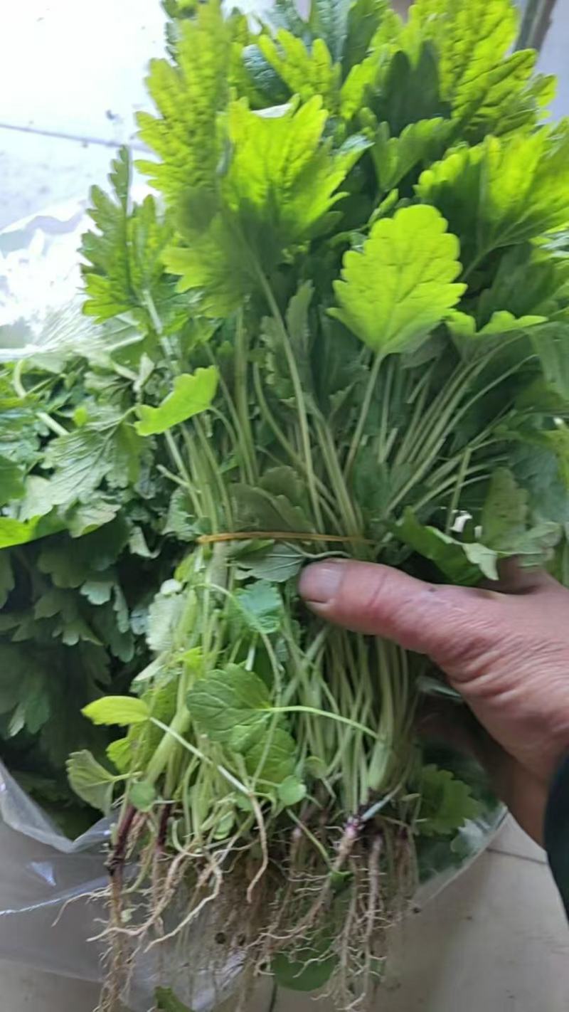精品野生益母草质量保证一手货源可批发可零售全国发货