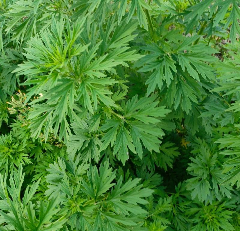精品野生益母草质量保证一手货源可批发可零售全国发货