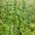 精品野生益母草质量保证一手货源可批发可零售全国发货