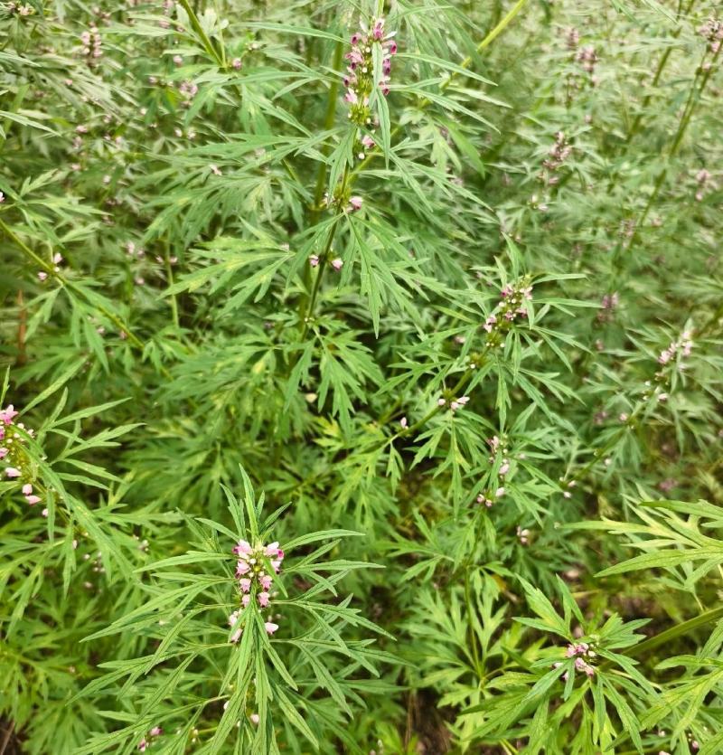 精品野生益母草质量保证一手货源可批发可零售全国发货