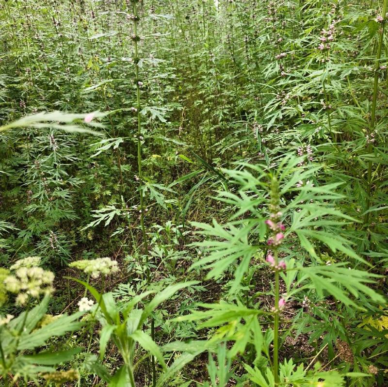 精品野生益母草质量保证一手货源可批发可零售全国发货